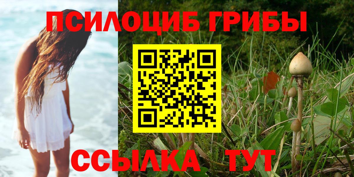 Псилоцибиновые грибы Psilocybe Бузулук